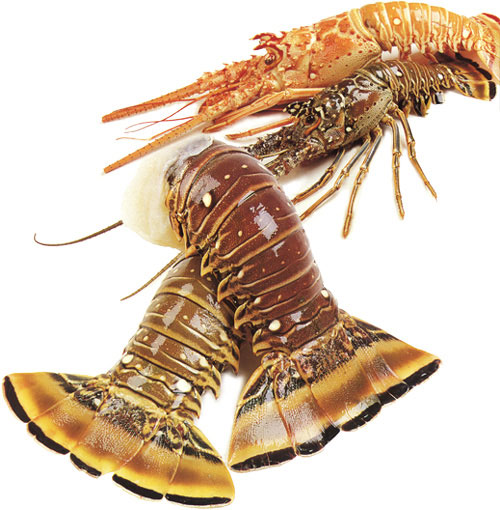 Caribex Lobster Tails